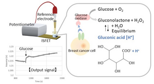 Detection principle of membrane proteins using the cell based-transistor