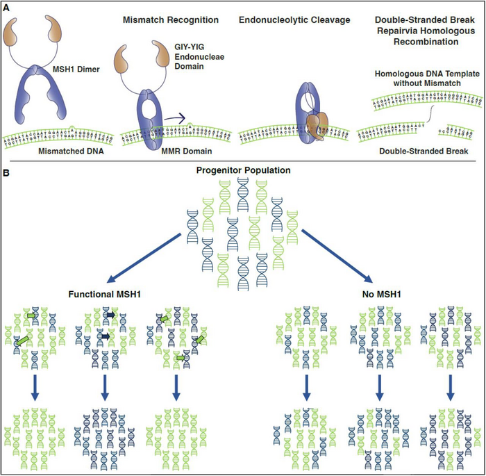 MSH1 repair of organelle DNA