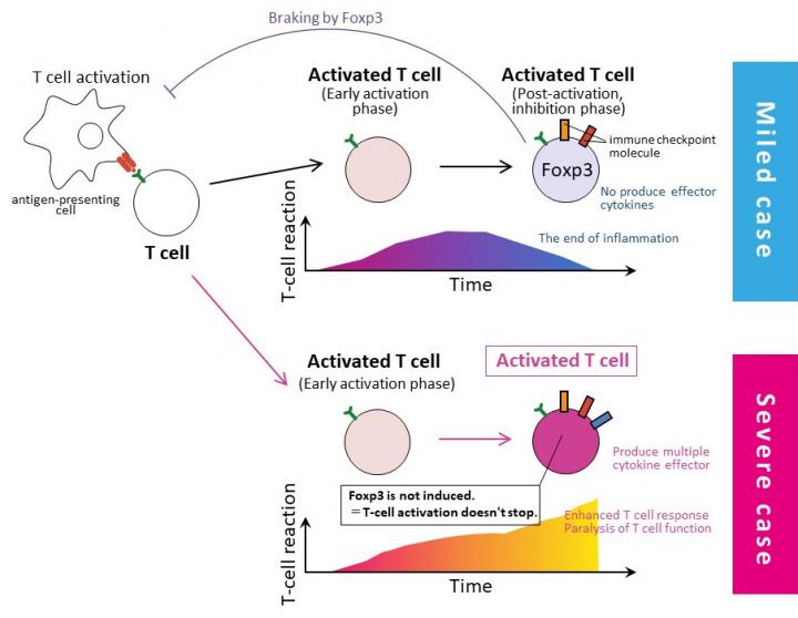 Proposed immunological mechanisms of severe COVID-19