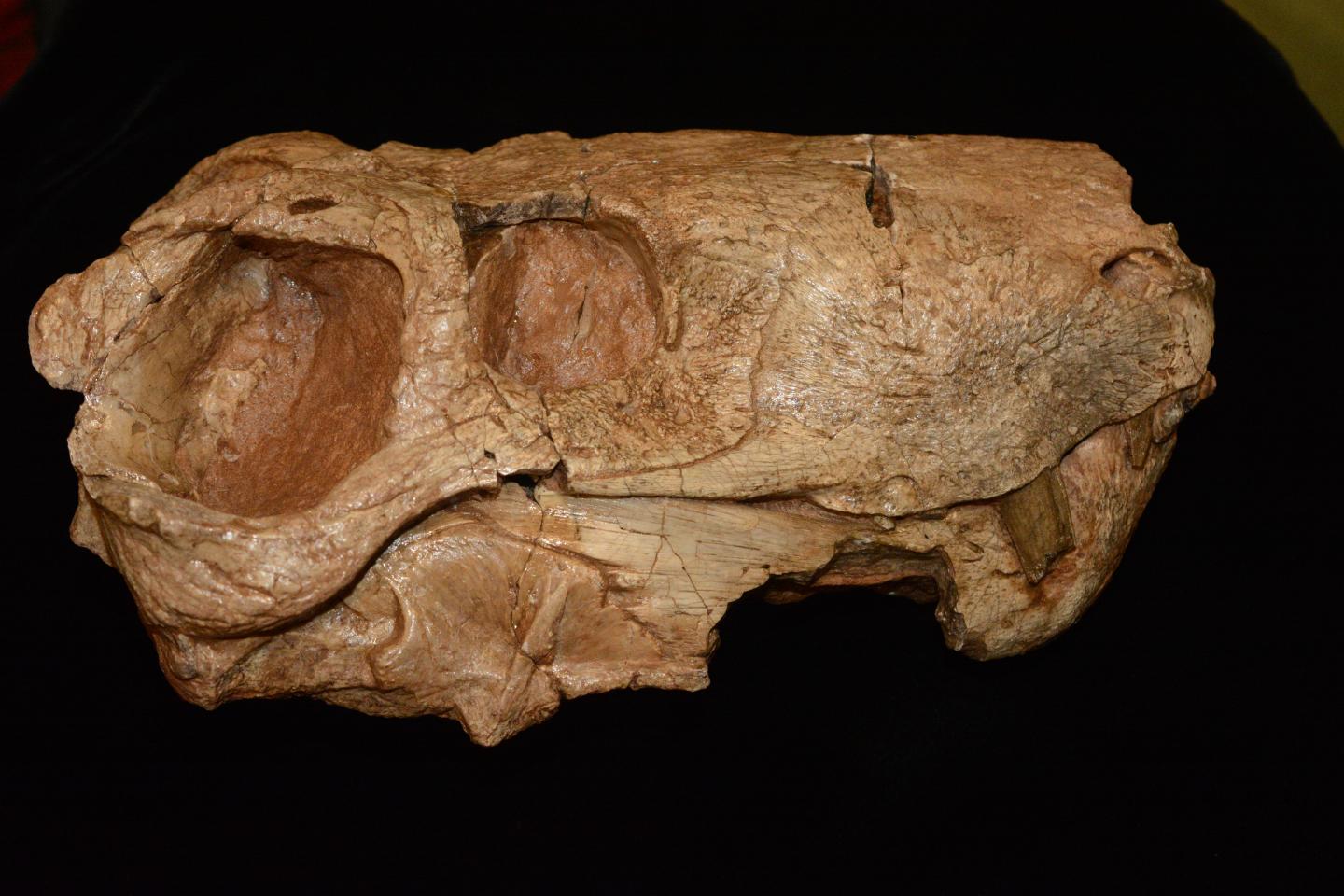 Gorgonopsian Skull