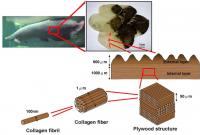 Mechanical Properties and the Laminate Structure of <I>Arapaima gigas</I> Scales