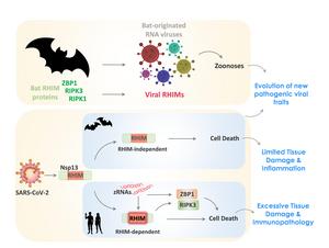 Bat-origin RNA viruses employ viral RHIMs to regulate host-specific (human and bat) cell death and inflammation