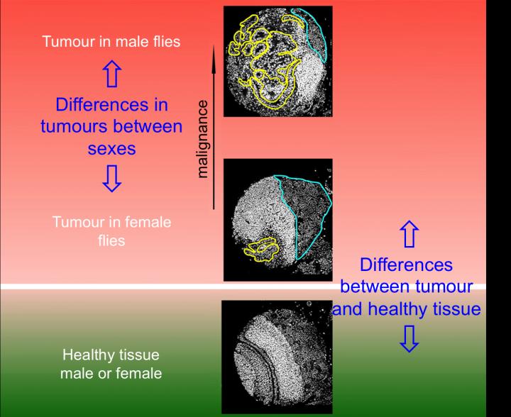 Differences between Tumours in Male and Female Vinegar Flies