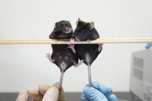 Male sex organs in mice