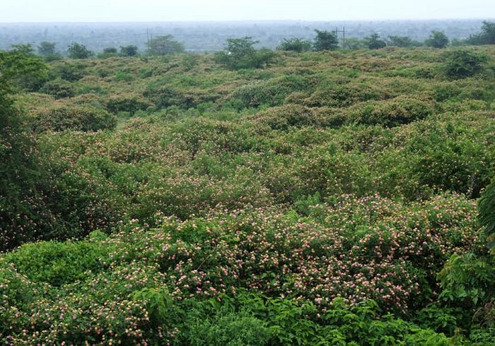 Lantana camara is a major invasive shrub globally, impacting upon biodiversity, economies, ecosystem services, and driving socio-ecological change