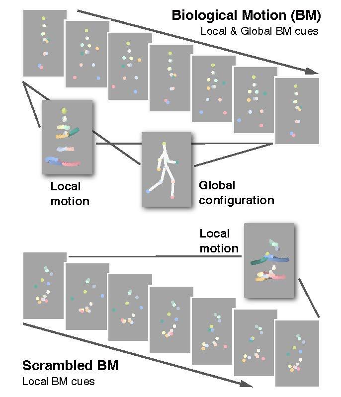 Biological motion processing, and a EurekAlert!