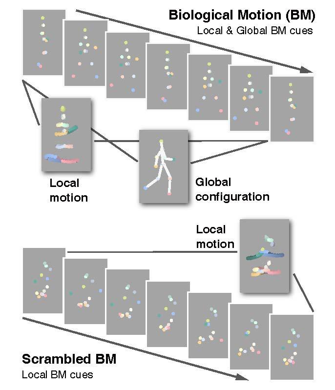 Illustrations of Local Motion and Global Configuration Cues Conveyed by Biological Motion