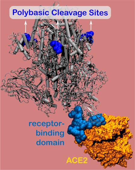 Polybasic Cleavage Site