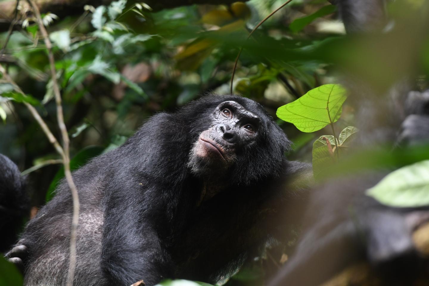 Adult Male Bonobo