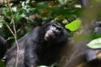 Adult Male Bonobo