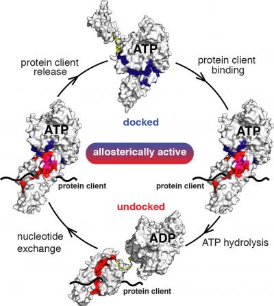 The Hsp Mechanism