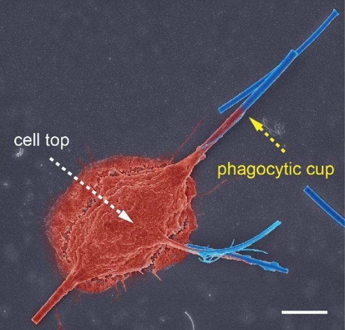 Pseudo-coloured scanning electron microscopy image