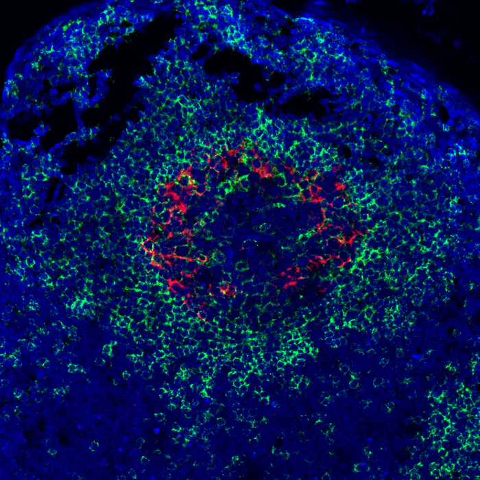 Scientists identify animal model for two emerging tick-borne hemorrhagic viruses