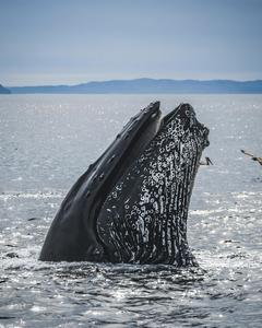 Humpback diet