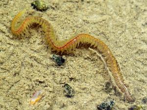 Common Ragworm