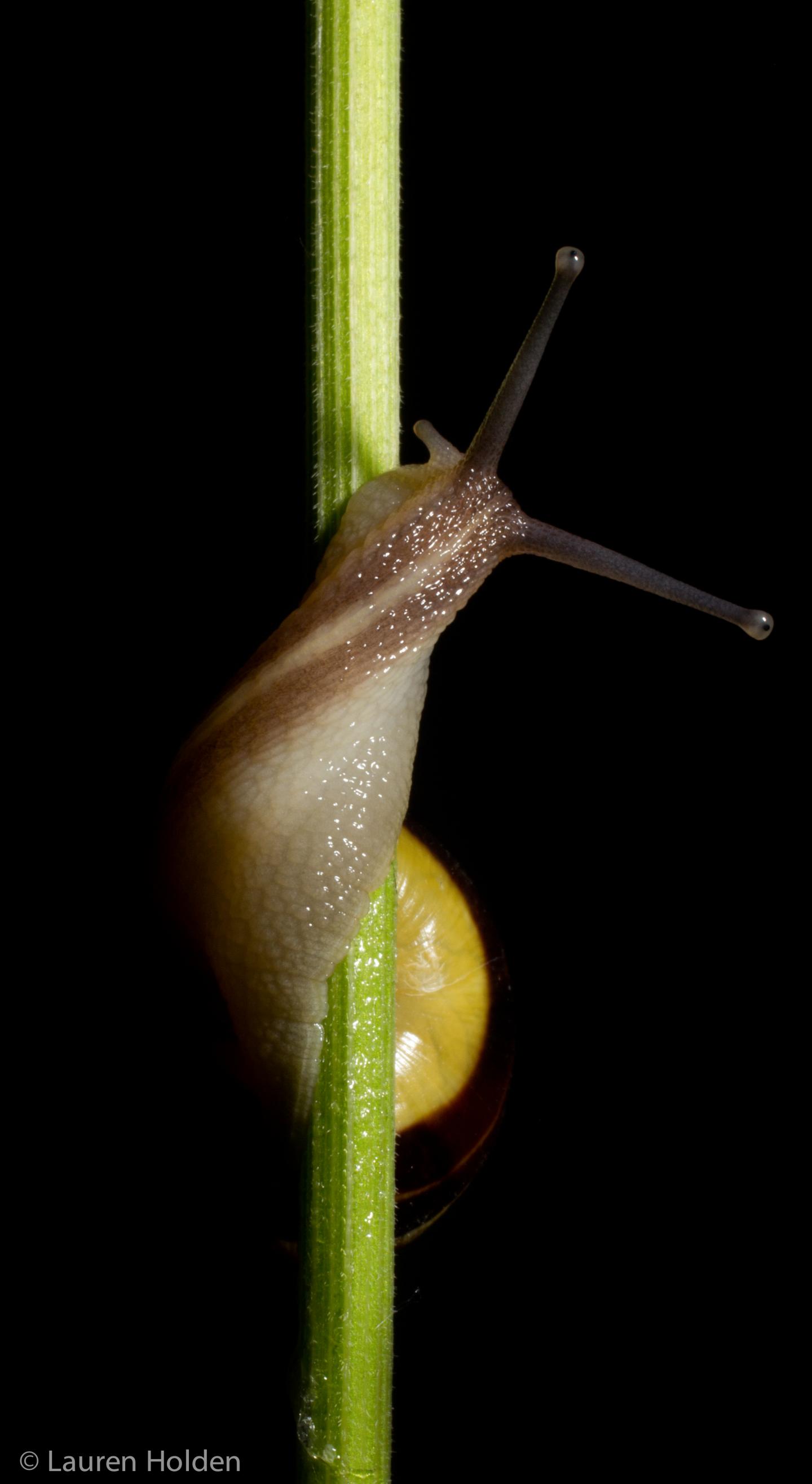 What twisting snails can tell us about animal | EurekAlert!