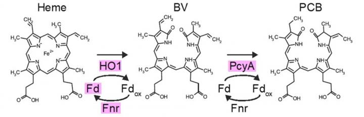 Four Enzymes Required for PCB Synthesis from Heme