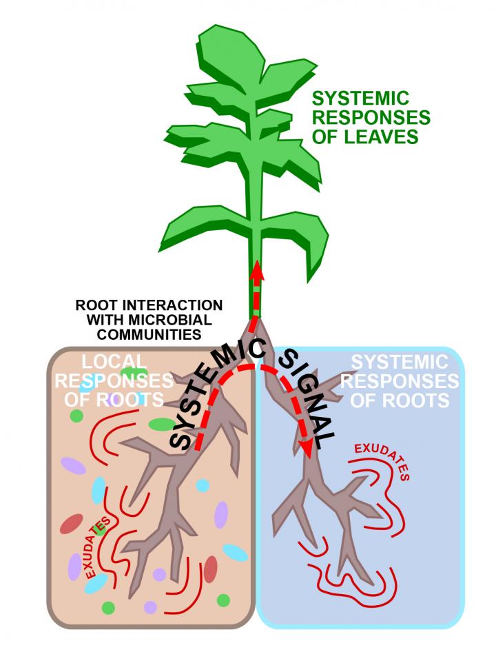 Root Interaction with Microbial Communities