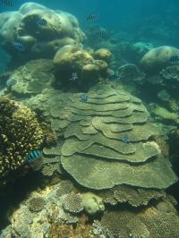 Coral at Ningaloo reef
