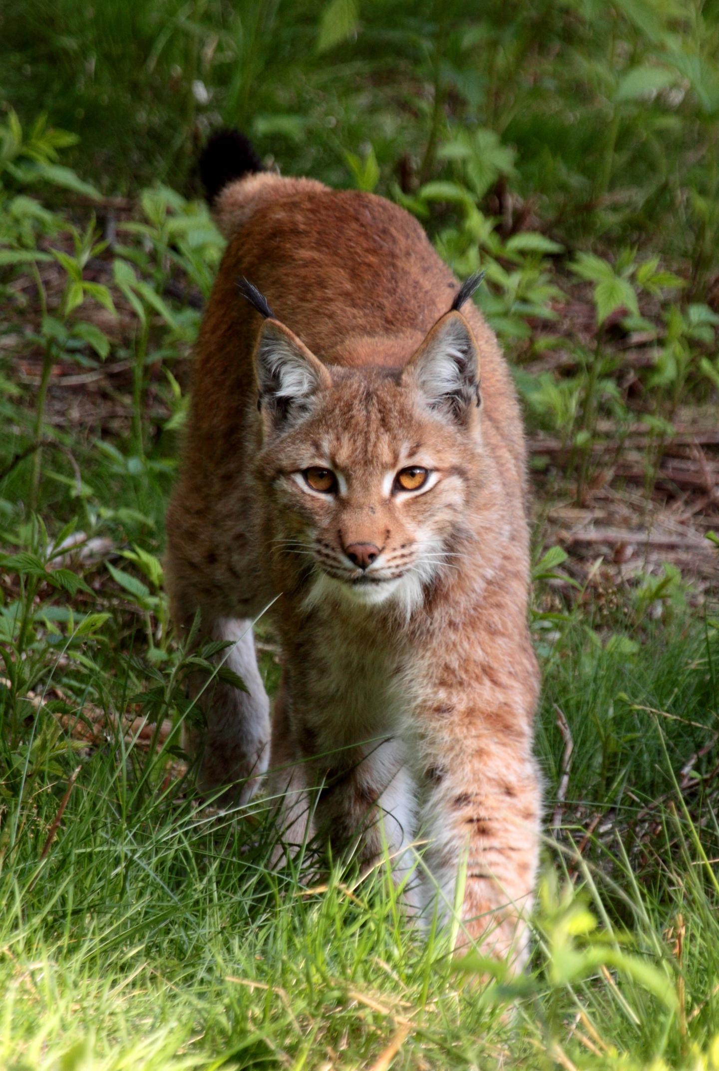 Comeback for Europe's Large Carnivores (5 of 10)