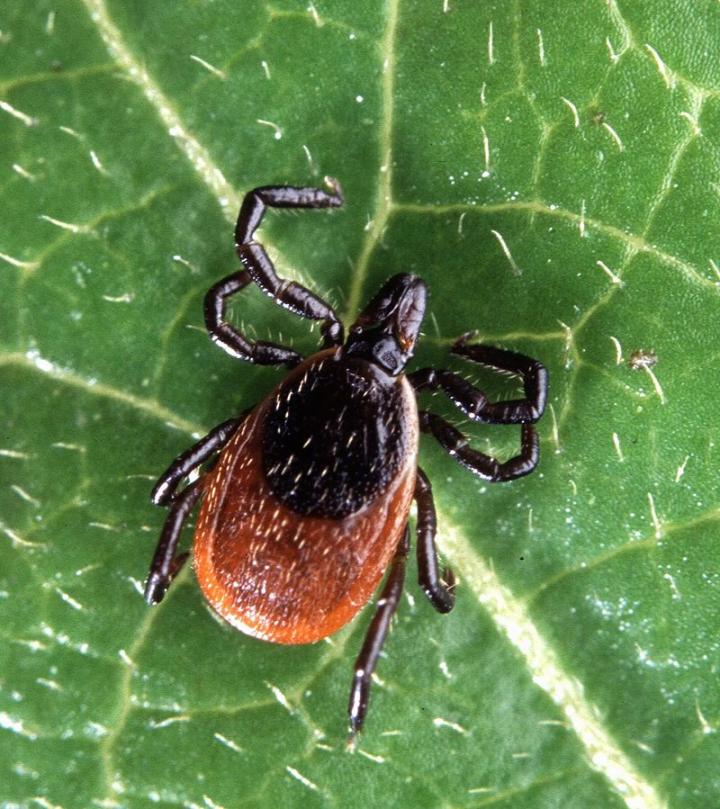 Blacklegged Ticks Are on the Move