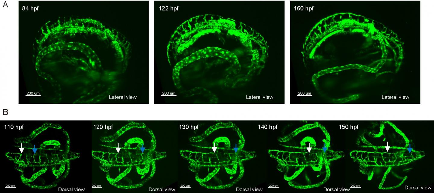 Long-term time-lapse imaging of a developing medaka embryo