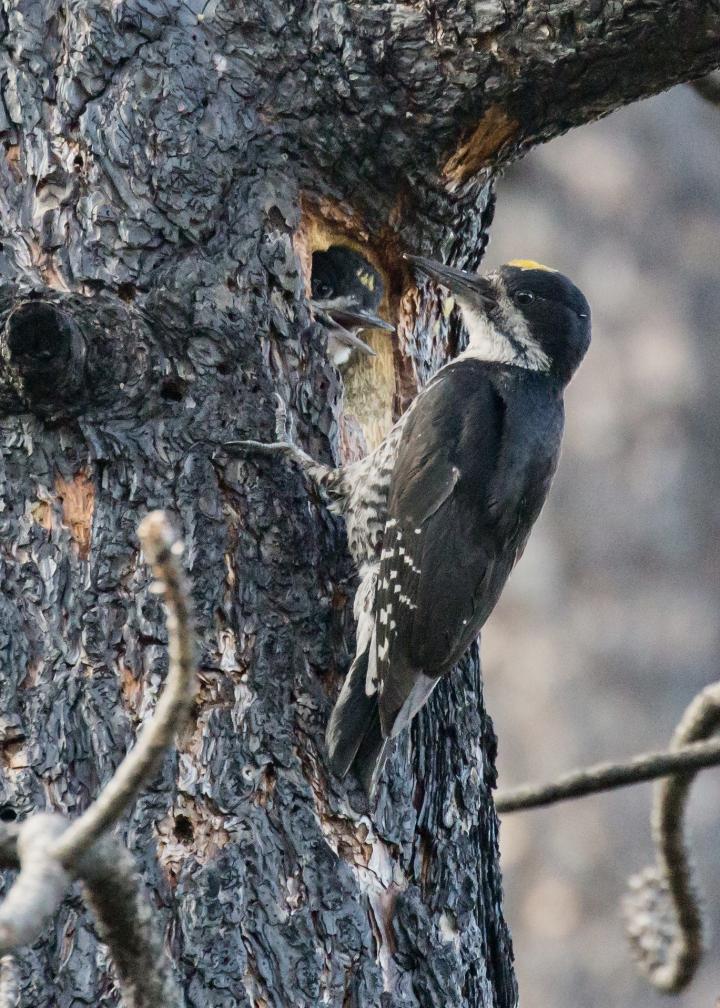 Black-Backed Woodpecker