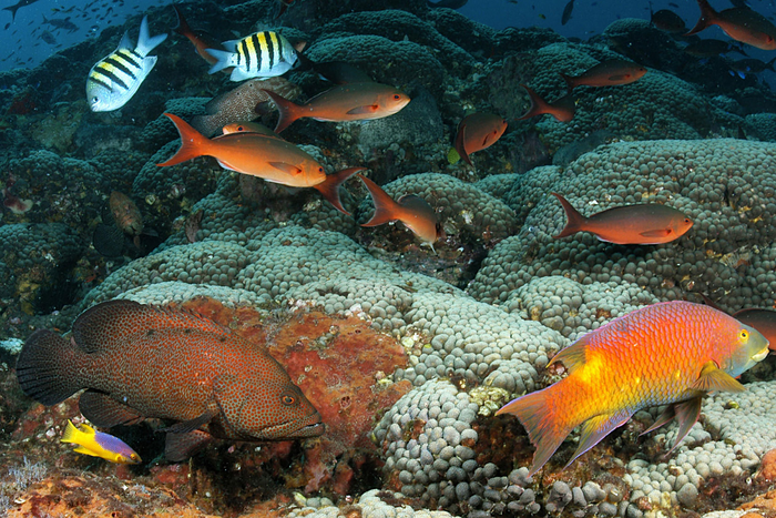 fish and coral reefs at Flower Garden Banks National Marine Sanctuary