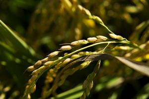 Making High-yielding Rice Affordable and Sustainable