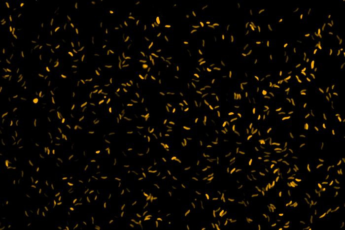 Microscope image of Vibrio bacteria (aka vibrions)