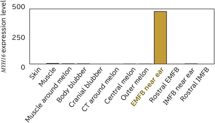 MYH16 expression in extramandibular fat bodies