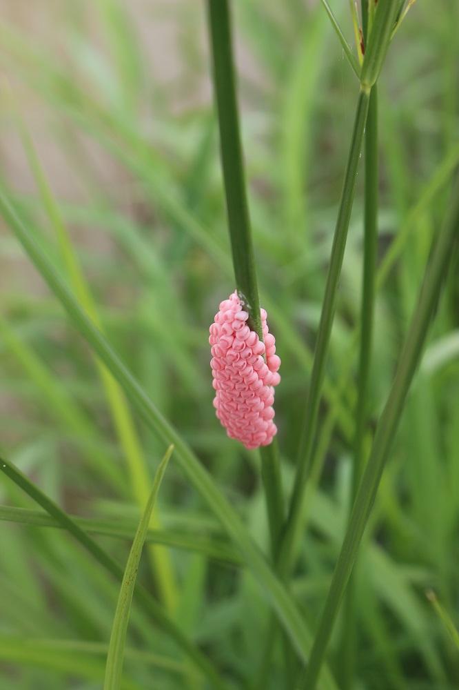 Apple snail egg masses [IMAGE] EurekAlert! Science News Releases