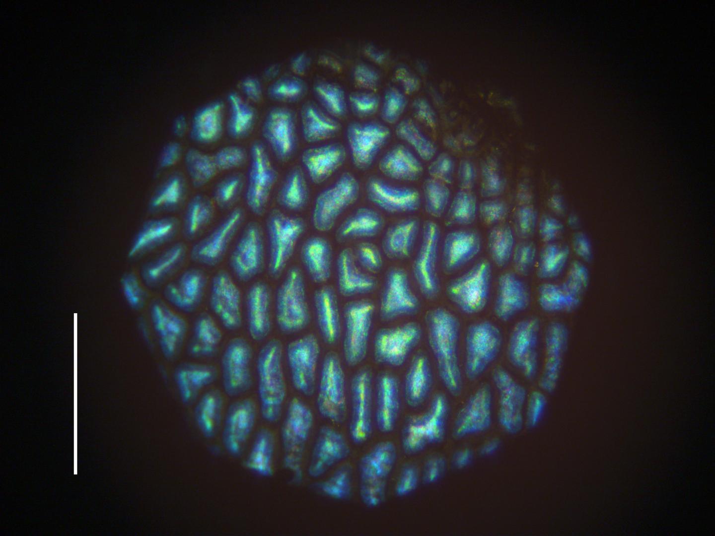 Microscopic Image of the Fruit's Surface