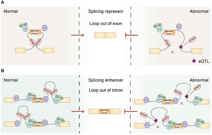 PTBP1-associated RNA loops in [IMAGE] | EurekAlert! Science News Releases