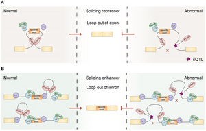 PTBP1-associated RNA loops in splicing regulation and tumor cell growth