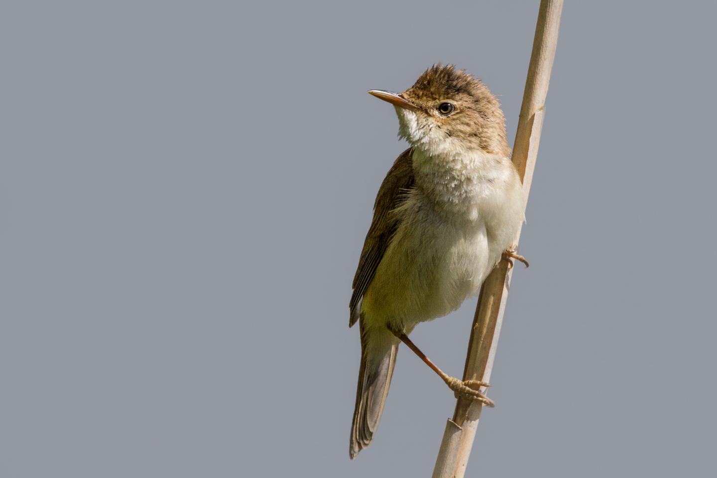 Eurasian Reed Warbler (1 of 2)