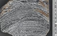 Close-up of Domical Stromatolite