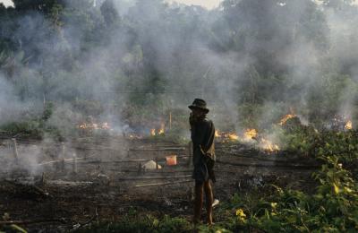 Rainforest Conservation Needs a New Direction to Address Climate Change