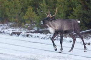 Caribou migration patterns