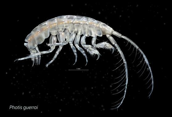 Two New Crustacean Species Discovered on Galician Seabed (1 of 2)