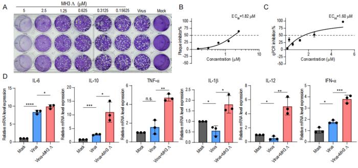 The antiviral efficacy of MH3 Λ against MPXV.