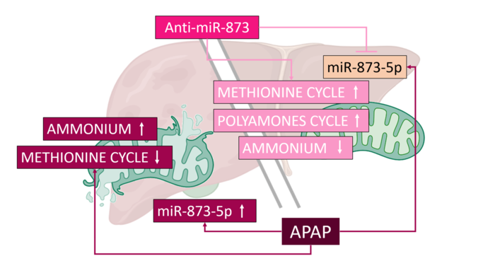 METHIONINE CYCLE REWIRING BY miR-873-5p NEGATIVE MODULATION PROTECTS AGAINST ACETAMINOPHEN OVERDOSE DETRIMENTAL EFFECTS