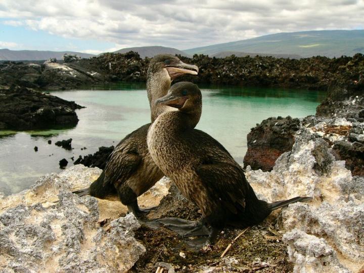 Why the Galapagos Cormorant Lost its Ability to Fly (3 of 3)