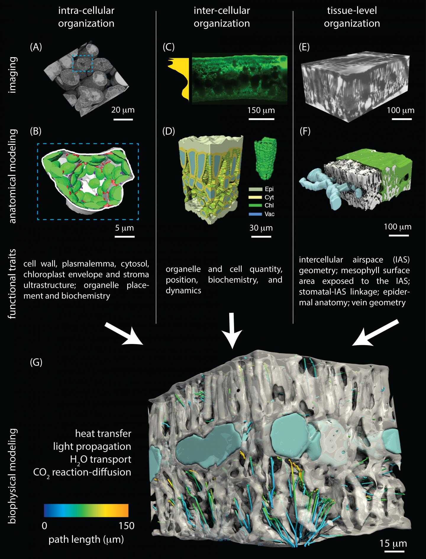 3D Anatomical Modeling of Wheat, Sunflower and Tomato Leaves