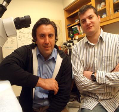 Drs. Daniel Rudic and Ciprian B. Anea, Medical College of Georgia