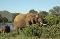 African Elephant Browsing
