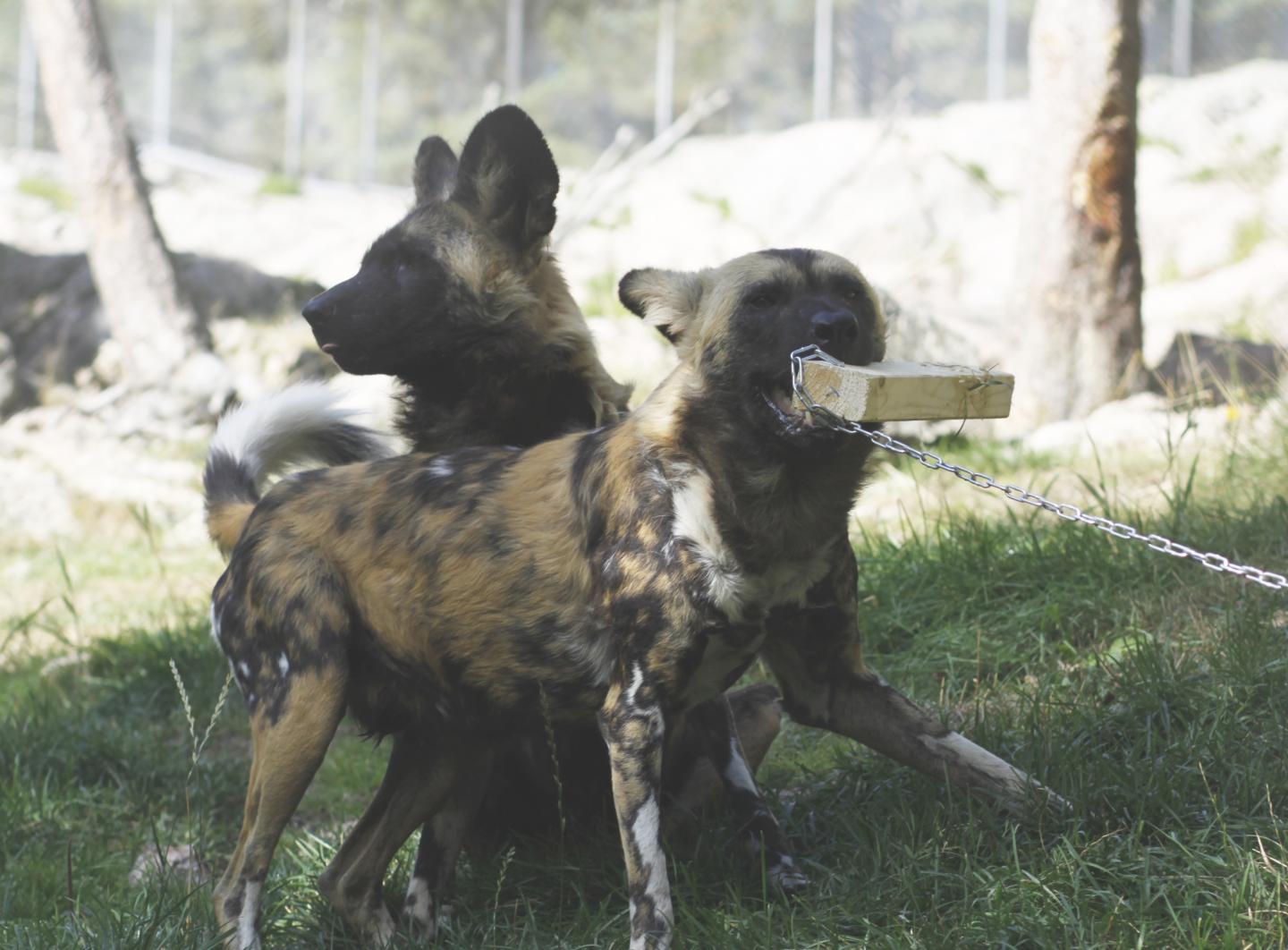 Single Blood Component Powerful Trigger for Large Carnivores