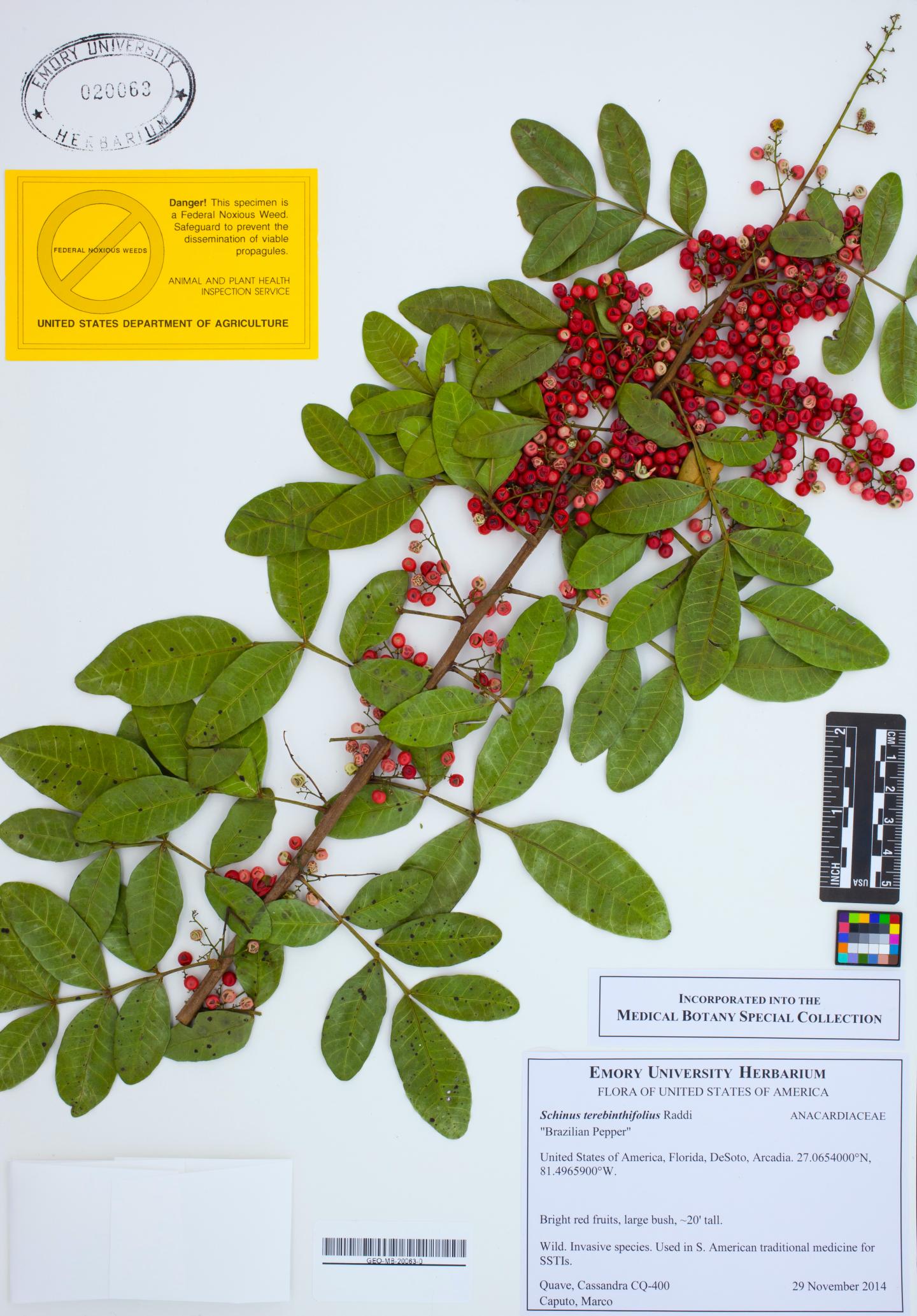 Brazilian peppertree
