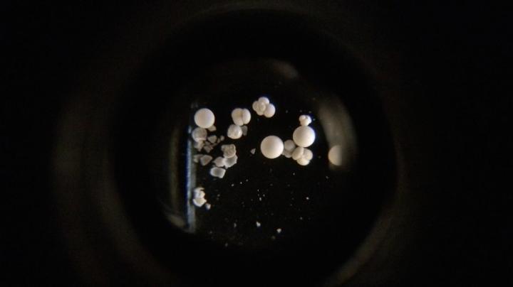 Foraminifera (or Forams)