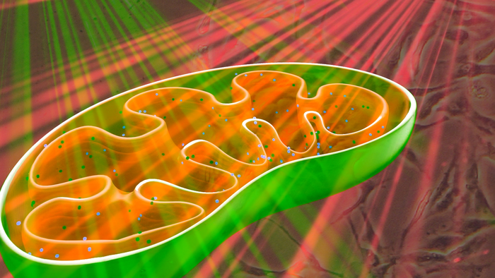 Stem cells in human adipose tissue transform faster with two laser colours